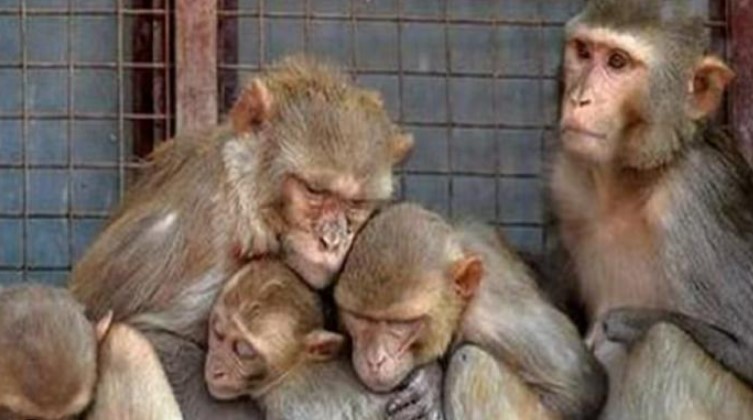 Monkey biz: After buying dogs and donkeys from Pakistan, China set to buy monkeys from Sri Lanka!