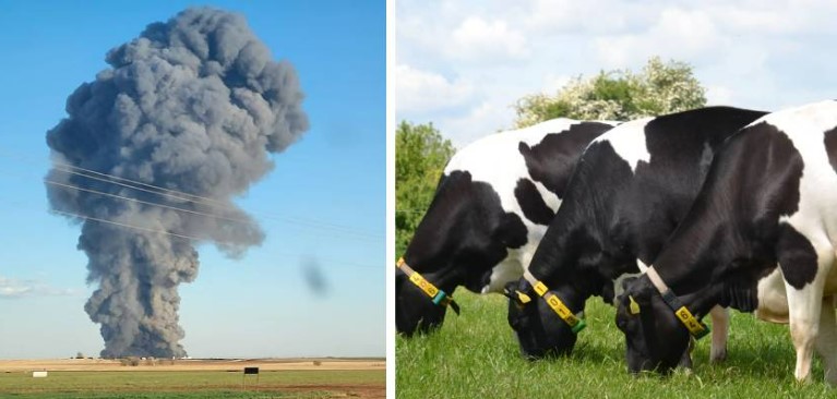 Livestock: Over 18,000 cattle perish  in a farm explosion in Texas