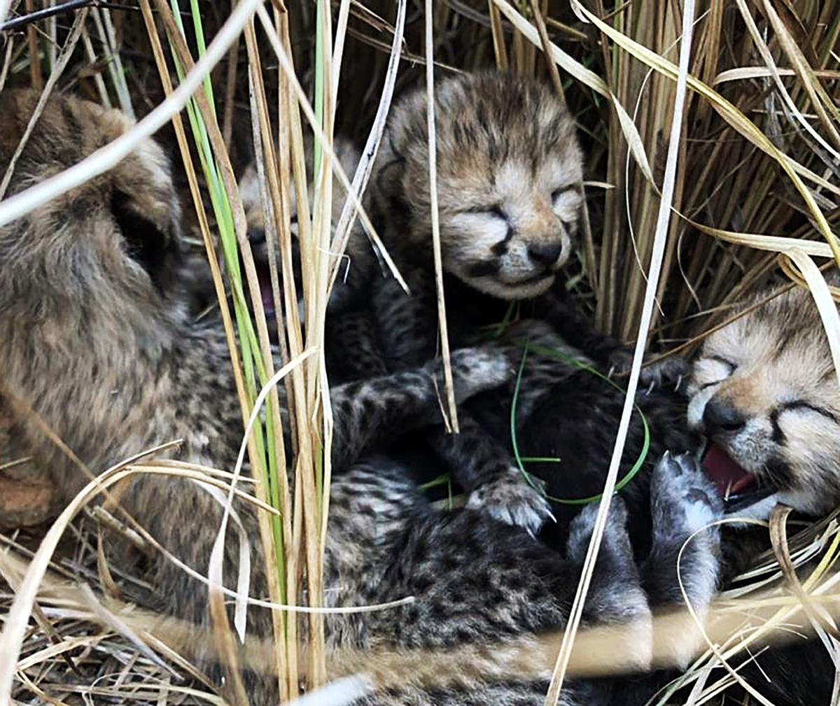 Two More Cheetah Cubs Die in Kuno