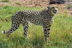 cheetah