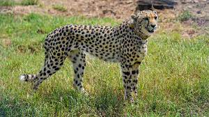 Five More Cheetahs to be Released in Kuno National Park