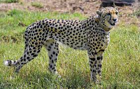 India Planning to Import Cheetahs from North African Countries in Future