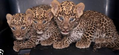 Seven Leopard Cubs Died due to Infection in Bengaluru Biological Park