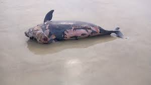 Stranded Whale Calf Saved, Pushed Back into the Sea  