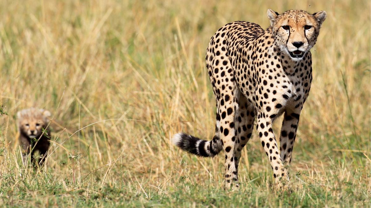 Another Cheetah Death in Kuno