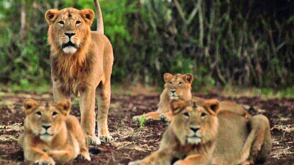 Increasing Asiatic Lions Population a Challenge to Gujarat Forest Department