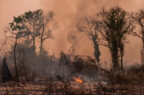 Amazon wildfire