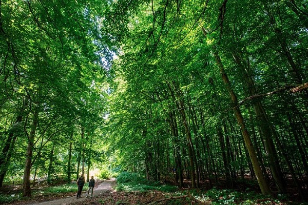 EU climate goals at risk as ailing forests absorb less CO2, scientists say