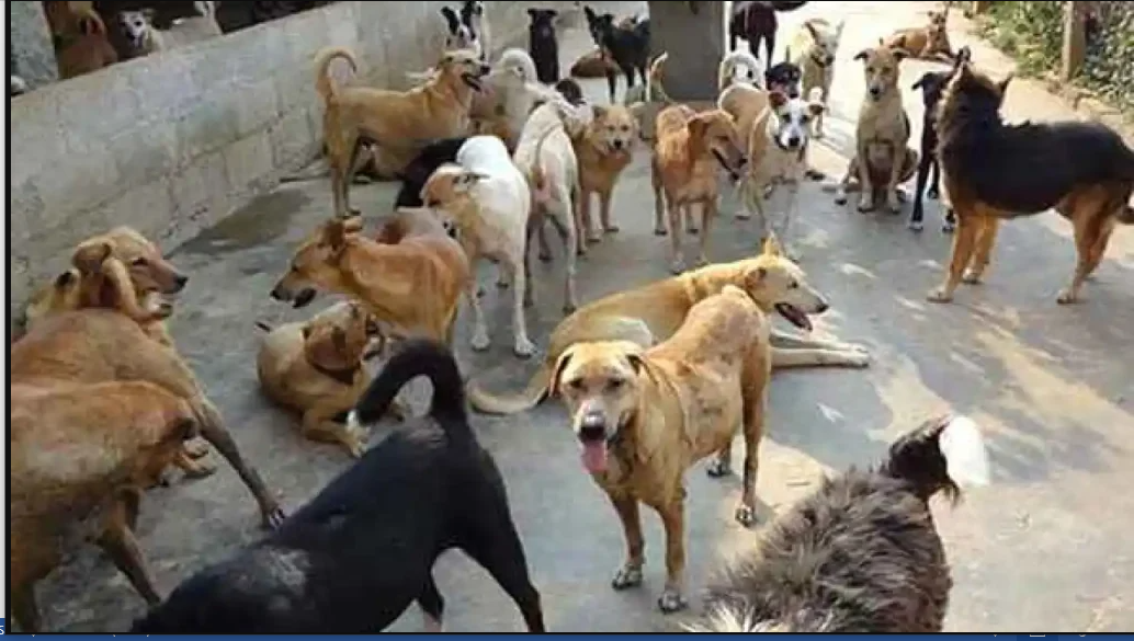 SC Reserves Order on Removal of Stray Dogs
