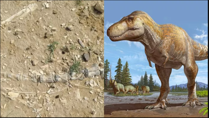 Dinosaur-era Fossils Found in Rajasthan