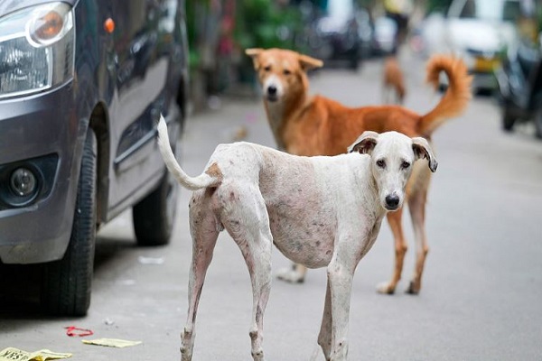 SC to deliver verdict today on stray dogs relocation in Delhi-NCR