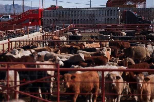 U.S. confirms nation’s first travel-associated human screwworm case connected to Central American outbreak