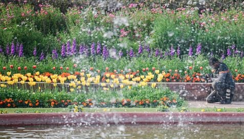 Amrit Udyan’s summer annuals to open for public from August 16 to September 14