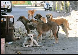SC Pulls up Chief Secretaries for Non-Compliance in Stray Dogs Handling Case  