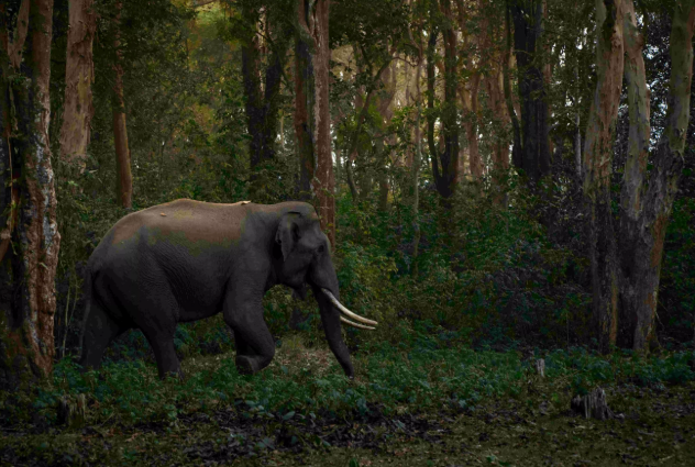 Environment: India ninth globally in total forest area, says FAO