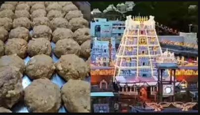 Tirupati Temple Row: Investigation Confirm Use of Adulterated Ghee in Preparing Laddu Prasadam