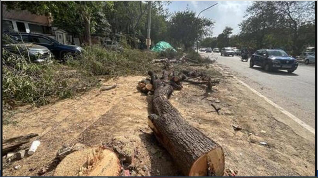 SC Pulls up DDA Seeking Permission to Cut More Trees for Road Construction
