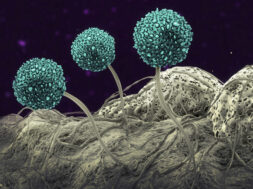 Fungus, illustration