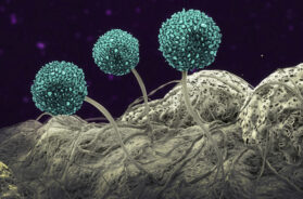 Fungus, illustration