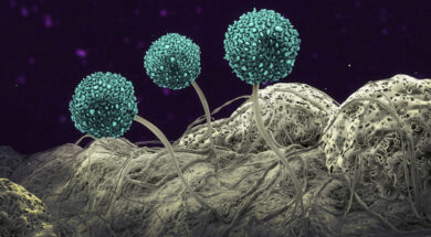 Fungus, illustration