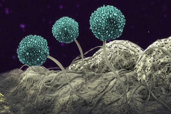 Fungus, illustration