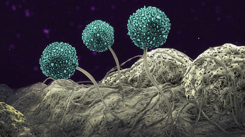 50 researchers reveal 5 steps to combat drug‑resistant fungi