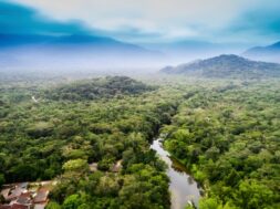 Tropical forest loss eases