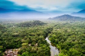 Tropical forest loss eases