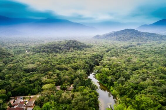 Tropical forest loss eases