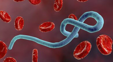Ebola virus