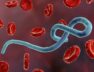 Ebola virus