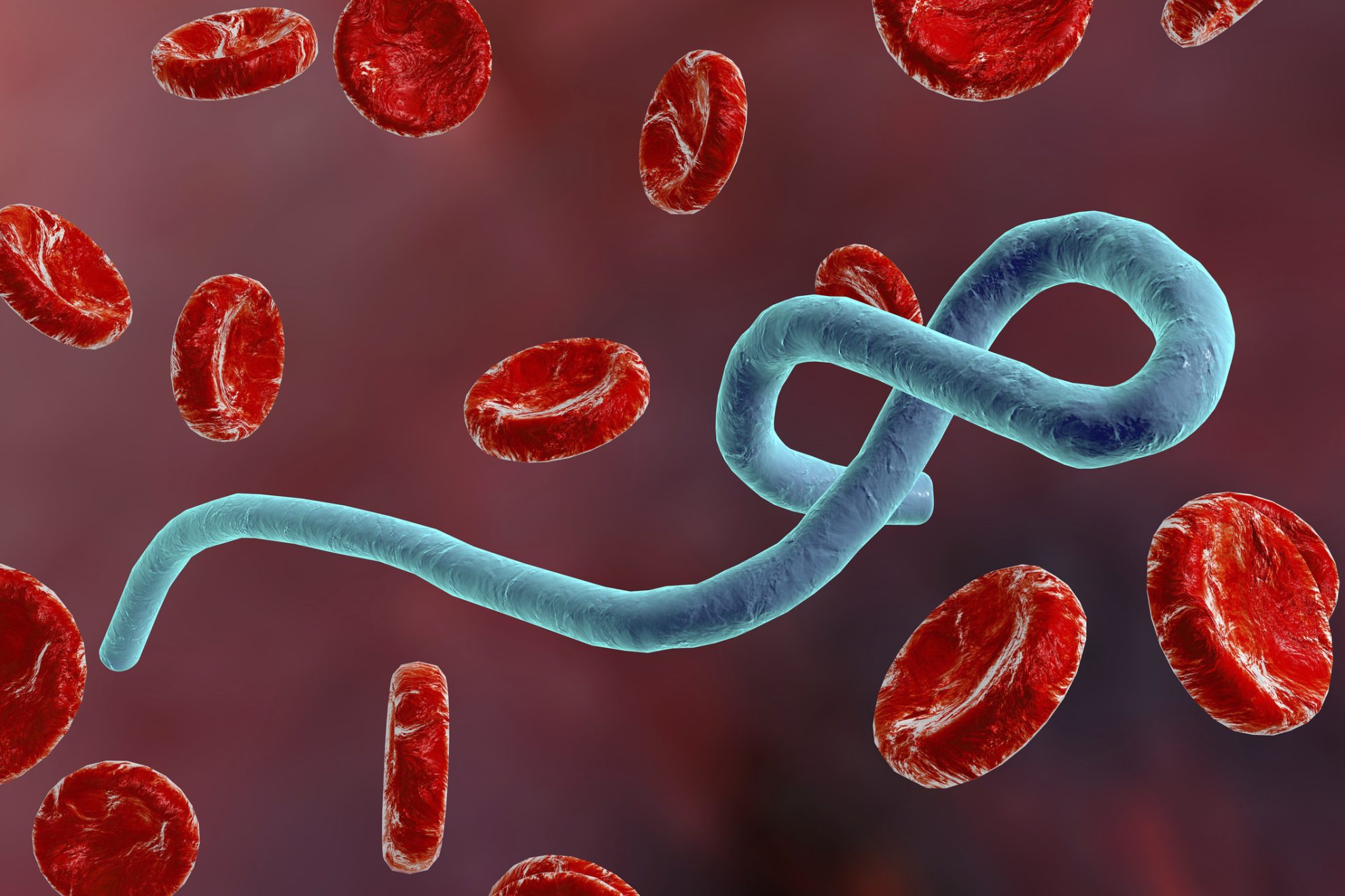 What do we know about the Bundibugyo strain of the Ebola virus?