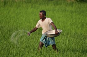 India Agriculture