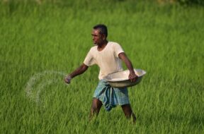 India Agriculture
