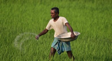 India Agriculture