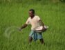 India Agriculture