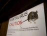 Hantavirus