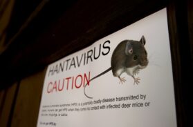 Hantavirus