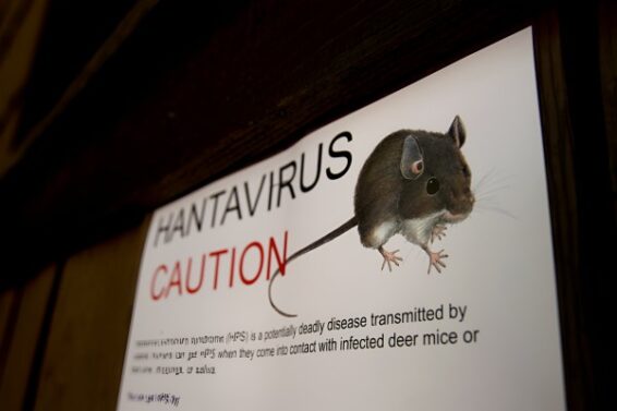 Hantavirus