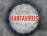 Hantavirus
