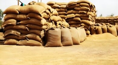 No wheat glut in Punjab mandis