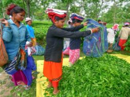 Assam tea garden workers’ wage increase