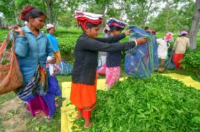 Assam tea garden workers’ wage increase