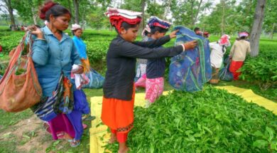 Assam tea garden workers’ wage increase