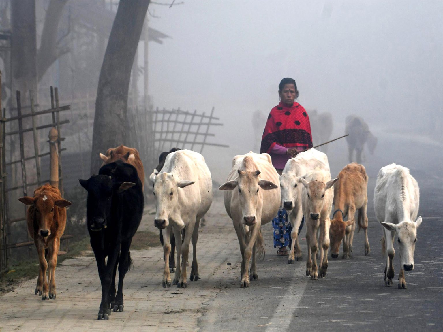 West Bengal issues fresh notice on ban on unauthorised cattle slaughter