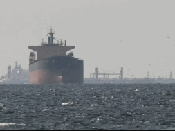 81 oil