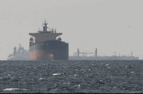 81 oil