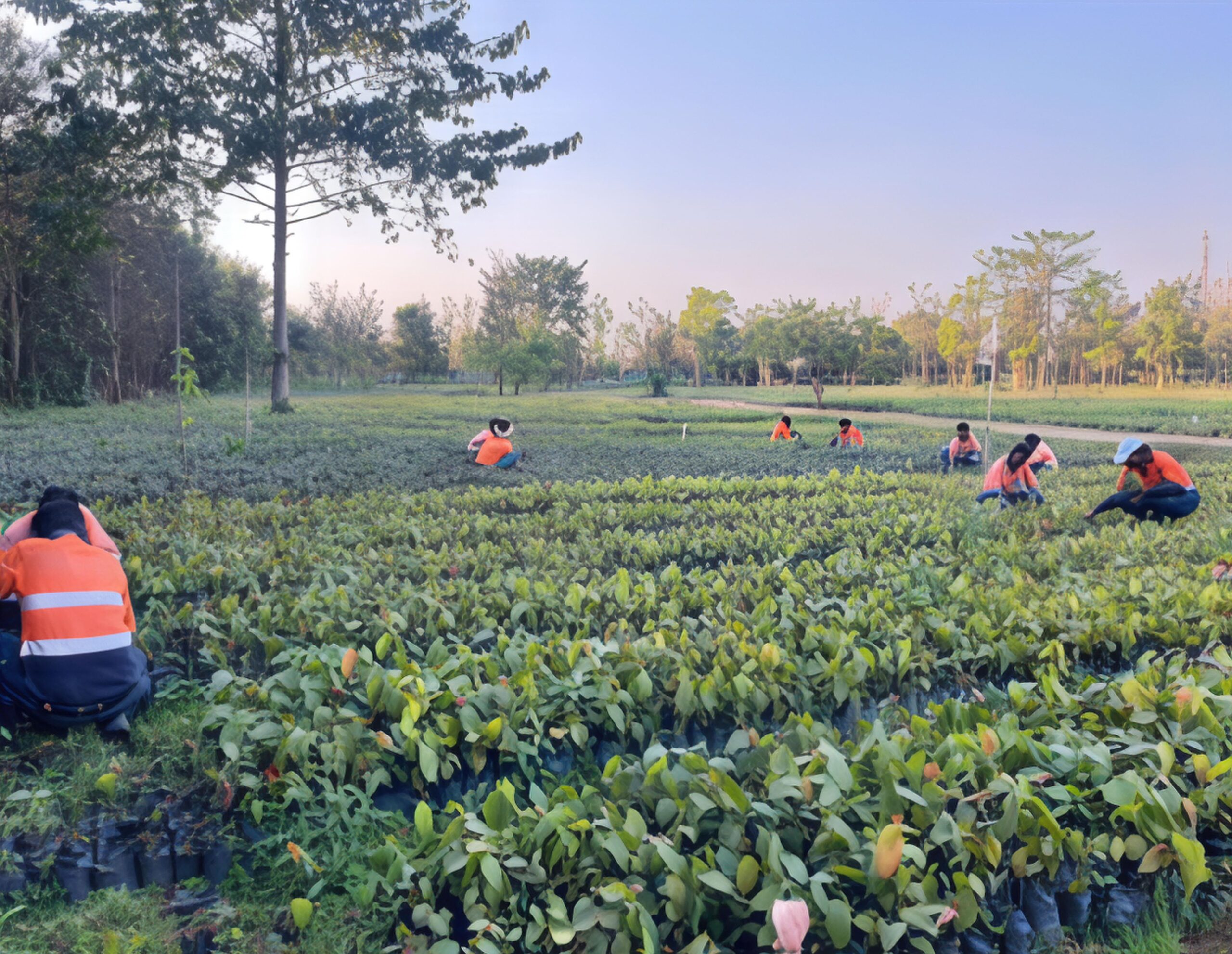 From Coal Pit to Green Cover: Adani’s Surguja mine restored with 1.6 million trees