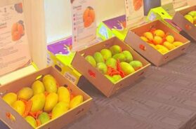 mango promotion