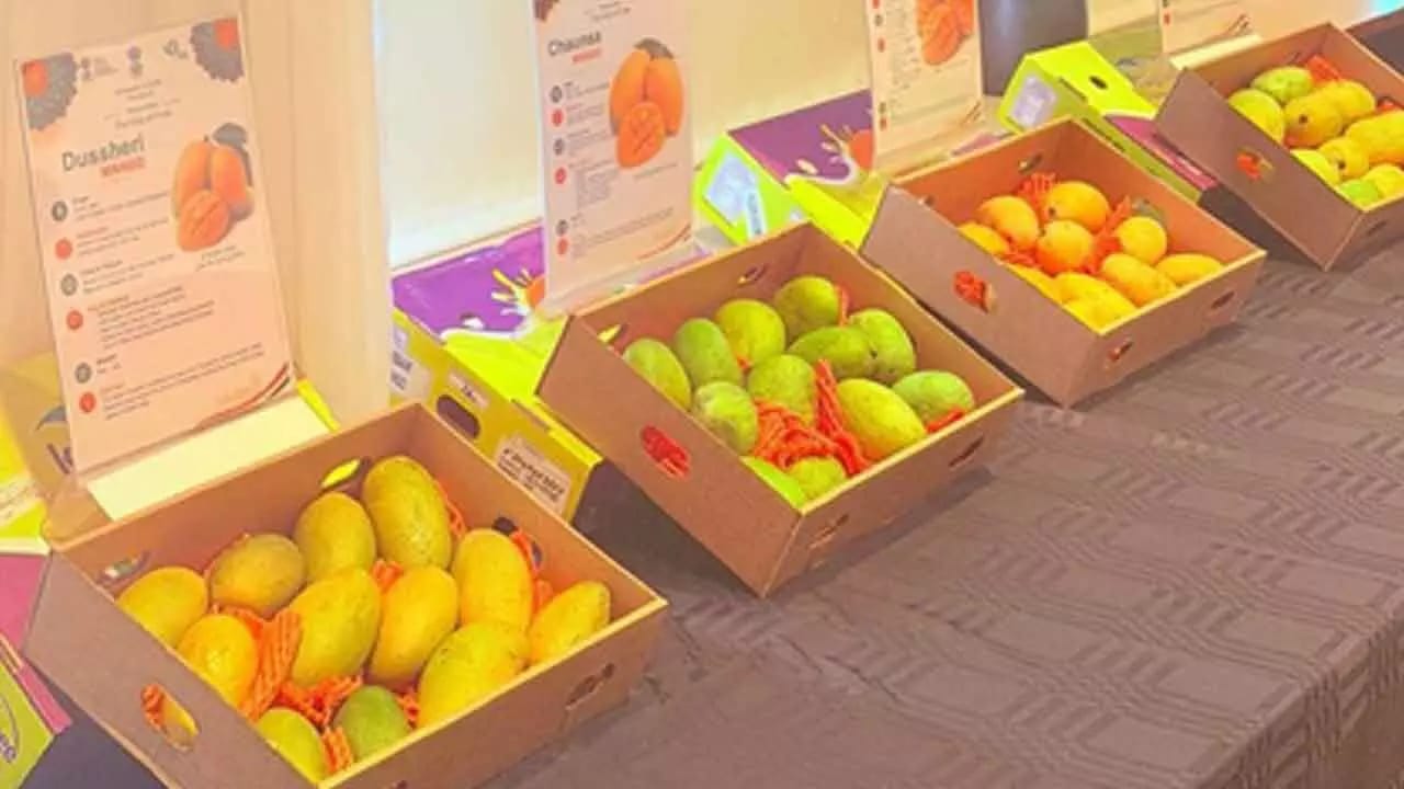 Indian Embassy in Iceland and APEDA Organise First-Ever Indian Mango Promotion Events in Iceland
